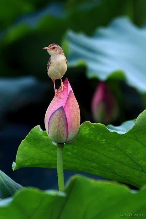 bird on flower