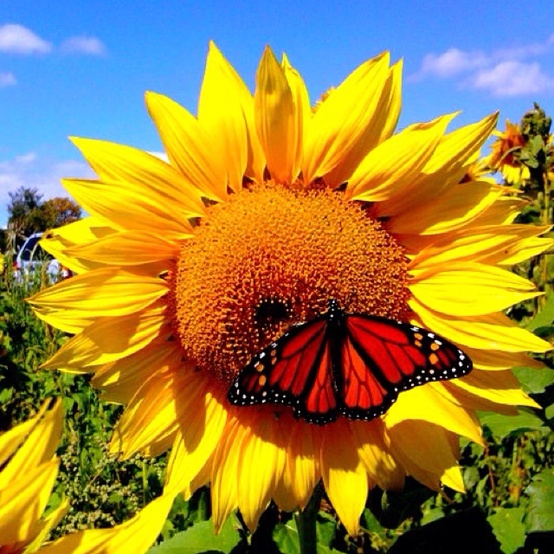 sunflower and butterfly