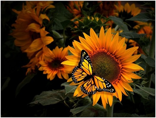 sunflower butterfly-hope
