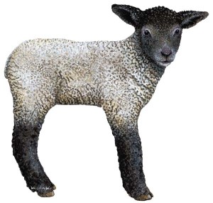 lamb2