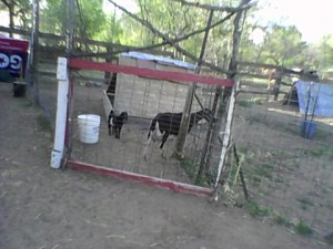 -photobaby mama goat