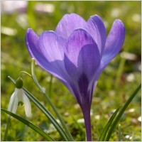 crocus_purple_violet_233840
