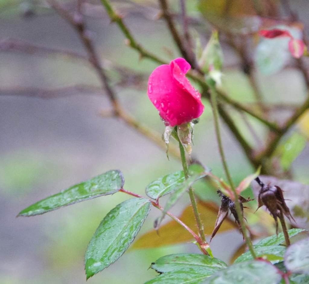 small rose