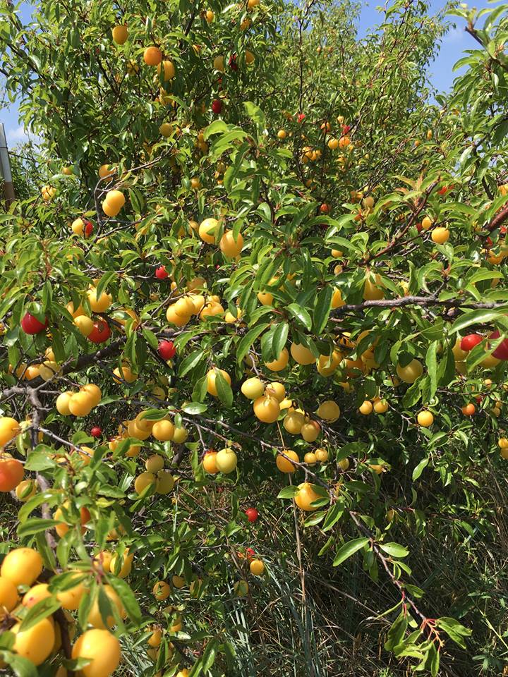wild plums